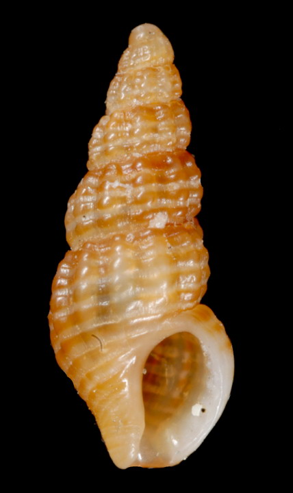 Chauvetia submamillata (ex. brunnea)